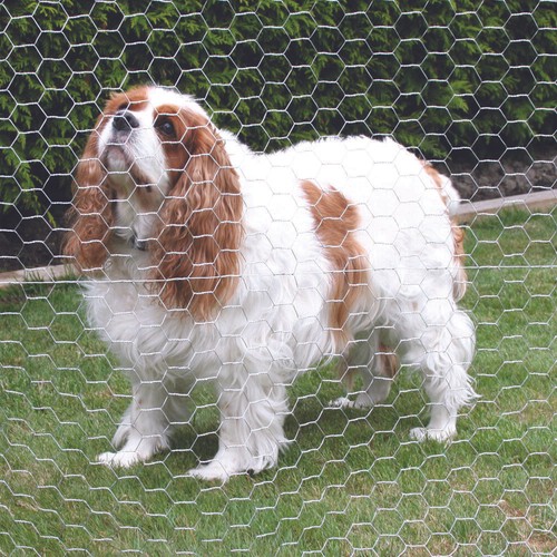 Galvanised chicken wire mesh - chicken,