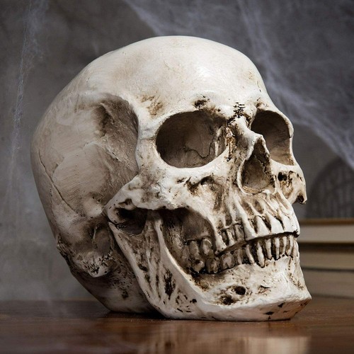 Anatomical medical human skull - medical,