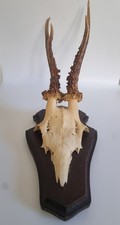 Mounted Roe Buck Skull With