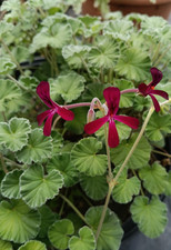3 x Pelargonium 'Sidoides'