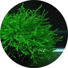5g - 250g Java Moss Carpet Plants Aquarium Tropical Fish Tank Shrimp K2AQUA