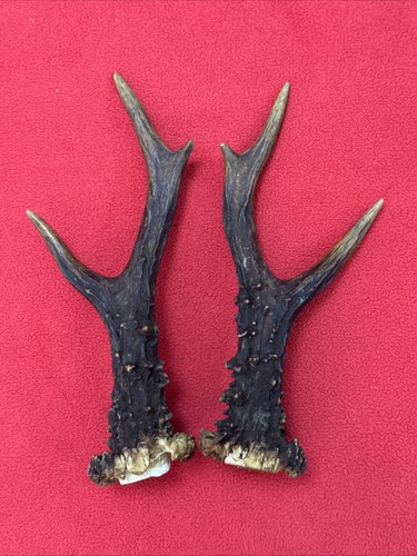 Pair roe deer antlers - pair,