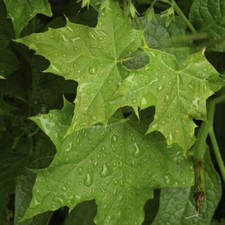 100 Sycamore Maple Trees