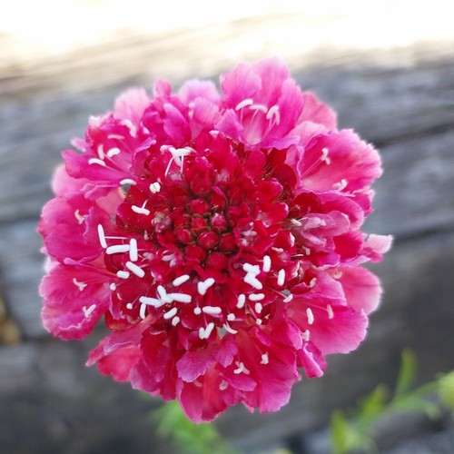 Scabiosa scoop marshmallow - scabiosa,