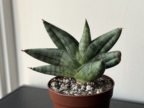 Sansevieria nirin hybrid - sansevieria,