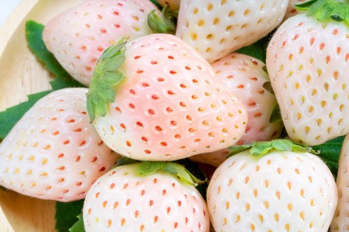 100 white soul strawberry - 100,