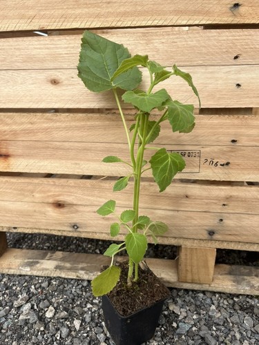 Foxglove tree 40cm - foxglove,
