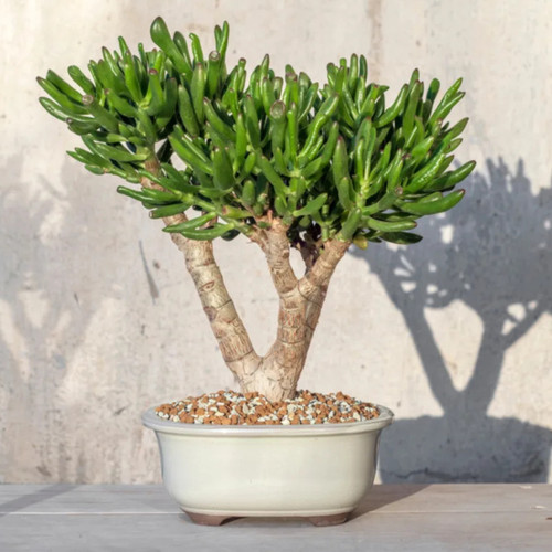 Unusual coral jade plant - coral,