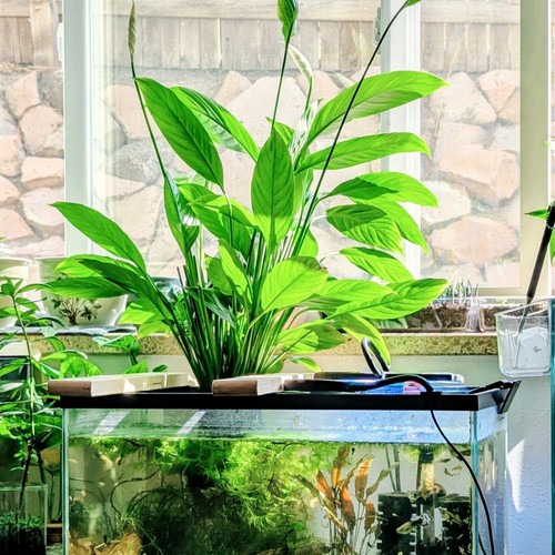 Peace lily live floating - x,