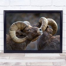 Bighorn sheep Horn Horns