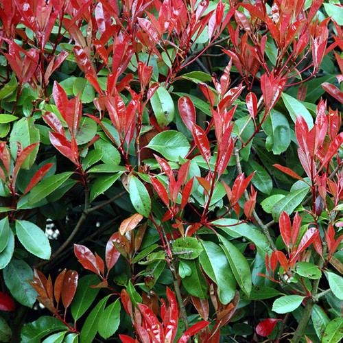 Photinia red robin bush plant - photinia,