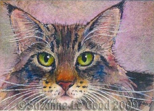 Maine coon cat aceo - coon,