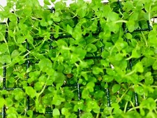 Micranthemum Monte Carlo A Net Pad Carpeting Live Plant Pond Aquarium 