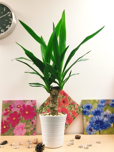 Elegant spineless yucca - elegant,