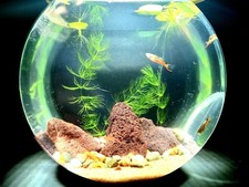 .5 Gallon Fish Tank Starter
