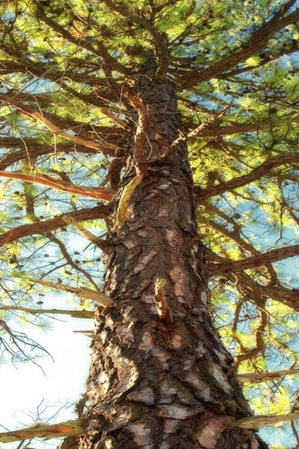 Pitch pine pinus rigida forest - pine,