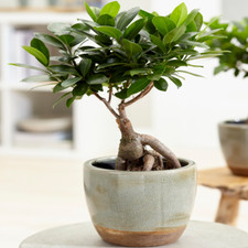 Ficus Ginseng Indoor