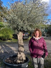 1 x large old olive tree
