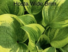 “SALE”  Hosta Wide Brim X