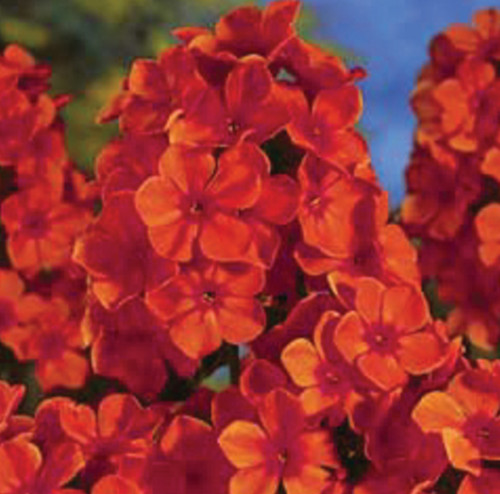 Phlox paniculata orange - phlox,