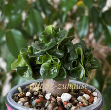 Adenium Dorset Horn PETCH PAN LAN, 2 seeds. Desert Rose