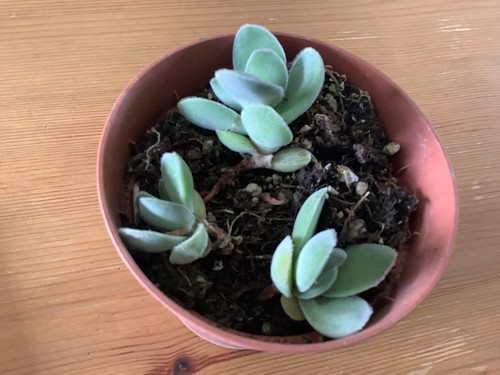 Crassula morgan s - crassula, ‘morgan’s