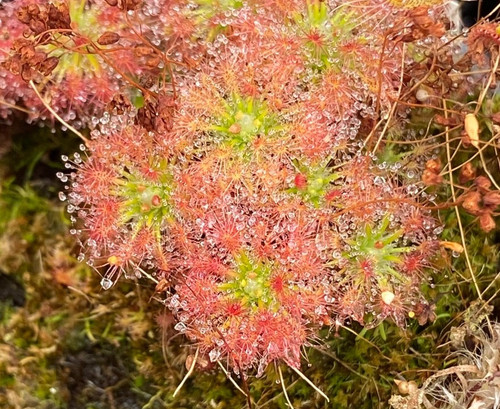 Drosera enodes pygmy sundew - drosera,