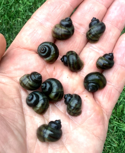 Small mystery snails - 10,