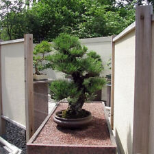Pinus thunbergii, Japanese Black Pine, Green Pine - 10~100 Semi