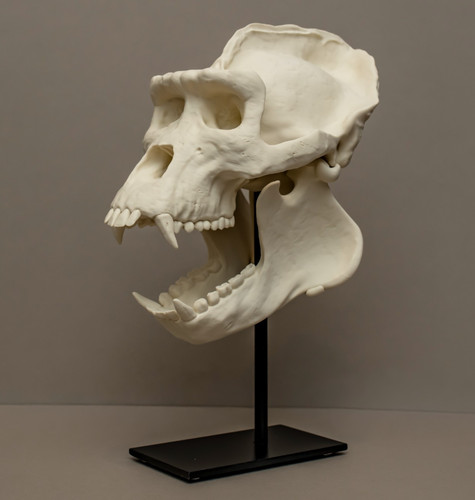 Gorilla skull life - gorilla,