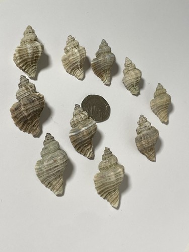 Whelk shells art - x,