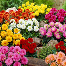 8 x Dahlia Border Mixed Bulbs
