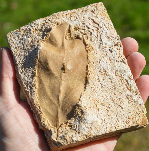 Amazing rare fossil - rare,