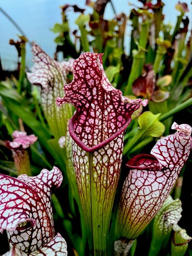 Sarracenia bella - sarracenia, cv