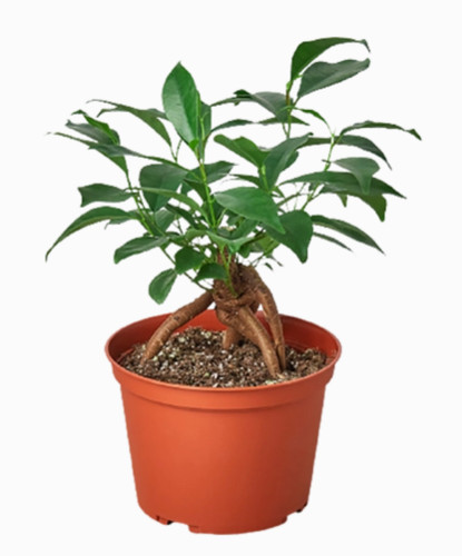 Ficus ginseng inch - ficus, 4-inch