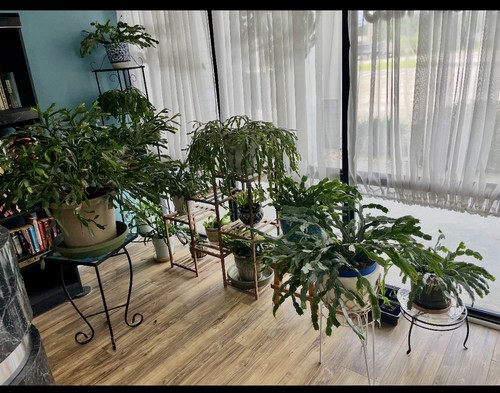 Variegated christmas cactus - variegated,