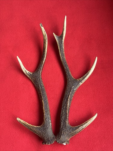 Pair sika deer antlers - pair,