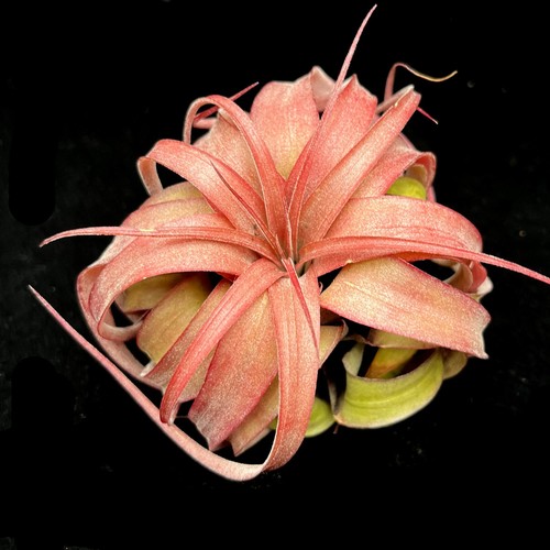 Tillandsia eric knobloch - 'eric, |