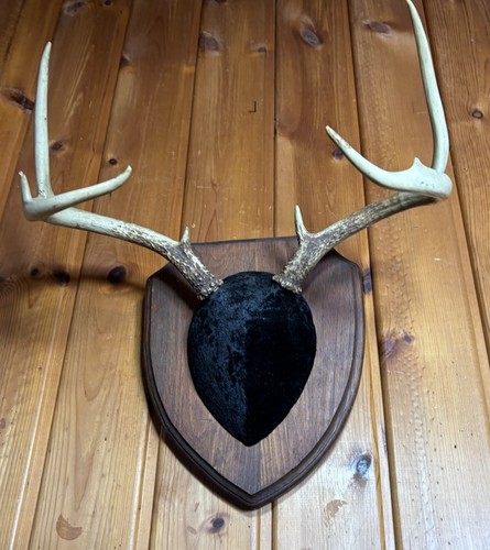 Nice whitetail deer antlers - nice,