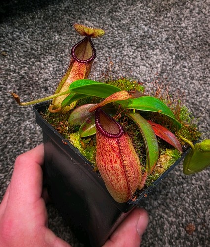 Nepenthes sibuyanensis x - nepenthes, (sibuyanensis