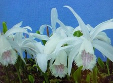 Pleione (Himalayan/Orchid)