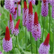 Primula Vialii X 5 Plug Plants