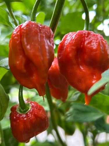 Trinidad scorpion superhot - scorpion,