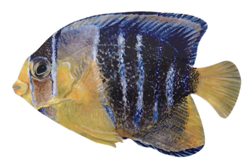 Queen angel fish - queen, plaque