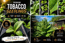 Tobacco seedlings grow - 5,
