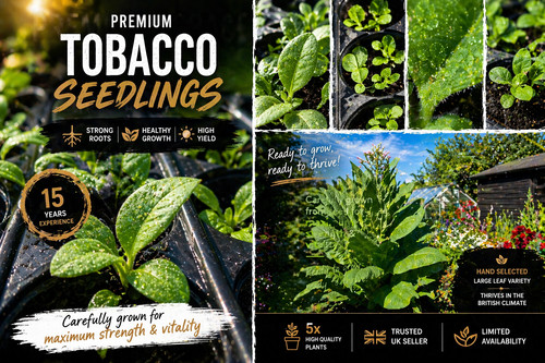 Tobacco seedlings grow - 5,