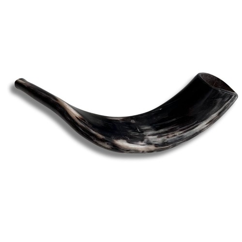 Kosher polished ram horn - kosher,
