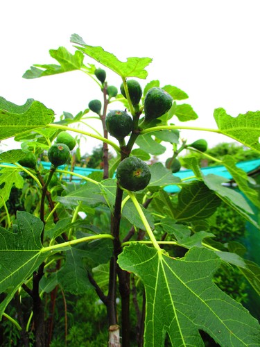 6ft inc pot hardy edible - 6ft,