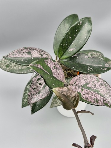 Rare find hoya carnosa - find,