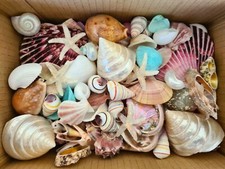 Deluxe mixed sea shells 1 - sea, kg